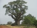 05 baobab